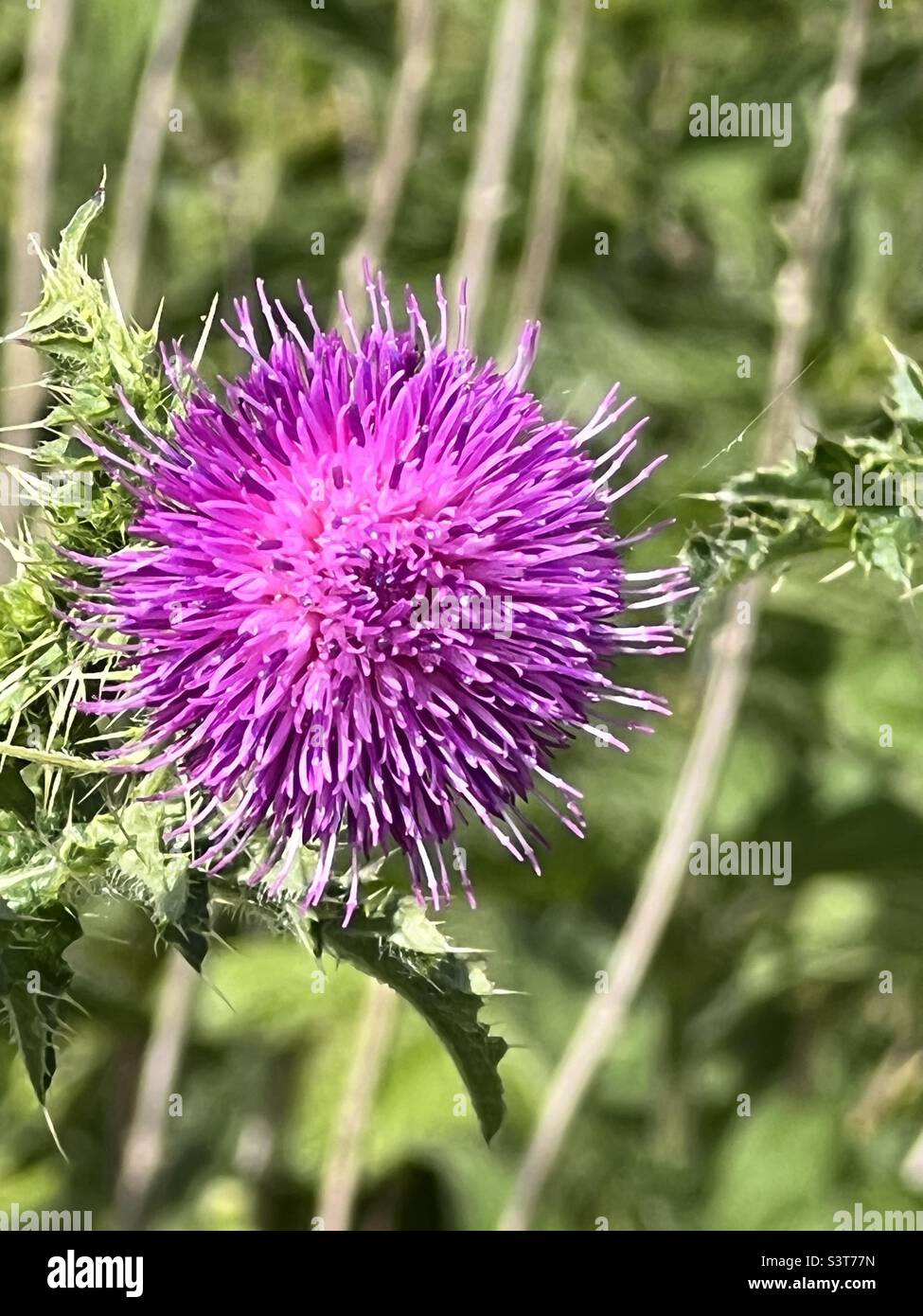 Fleur de chardon - Image de stock capturée avec un smartphone
