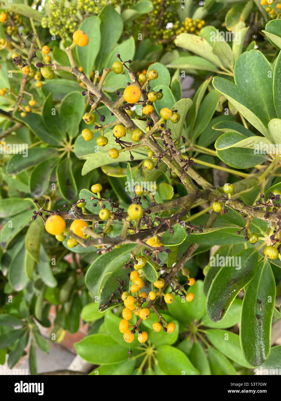 Arbre à fleurs schefflera. Capturé avec mon iPhone se, 3rd génération. Aucune modification Banque D'Images