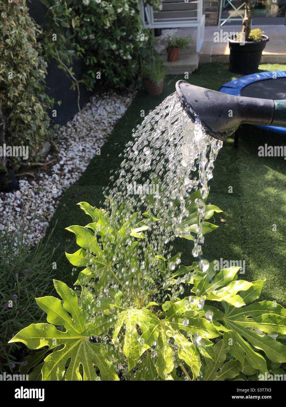 Arrosage d'une plante - Image de stock capturée avec un smartphone