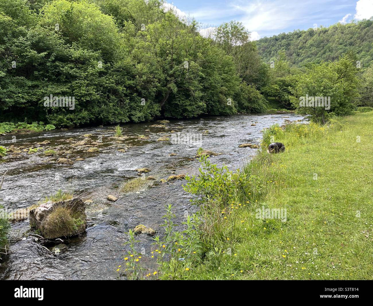 Rivière Wye traversant Monsal Dale dans le Peak District Banque D'Images