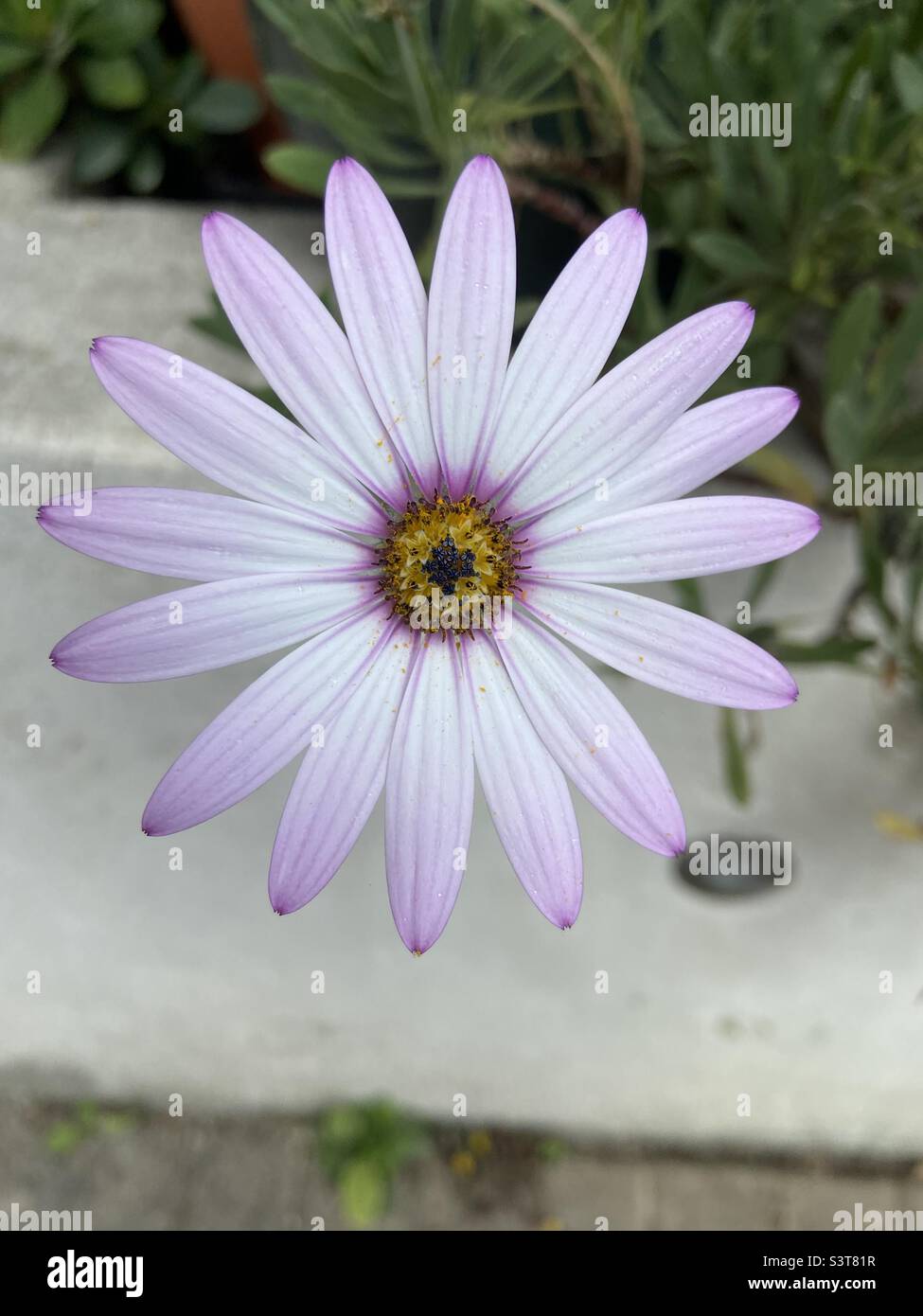 Fleur d'été Pinky Banque D'Images