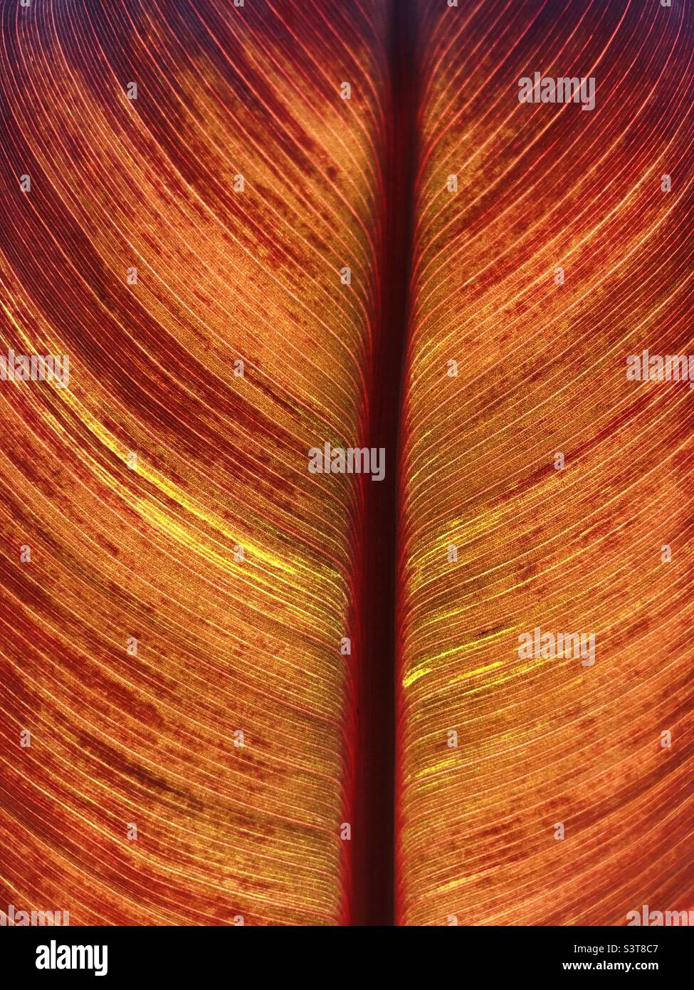 Gros plan de feuille de banane rouge - Image de stock capturée avec un smartphone