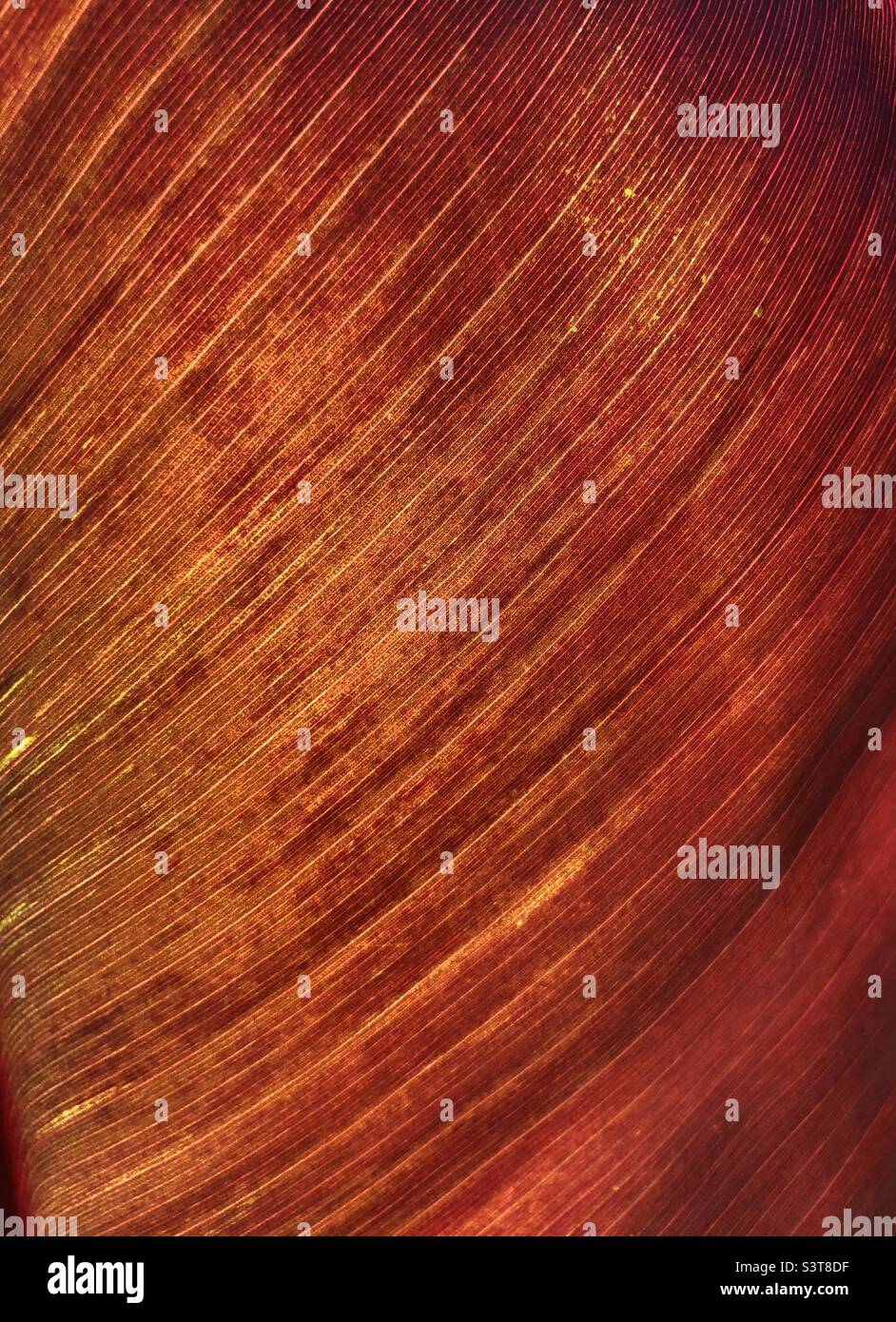 Gros plan d'une feuille de banane rouge - Image de stock capturée avec un smartphone