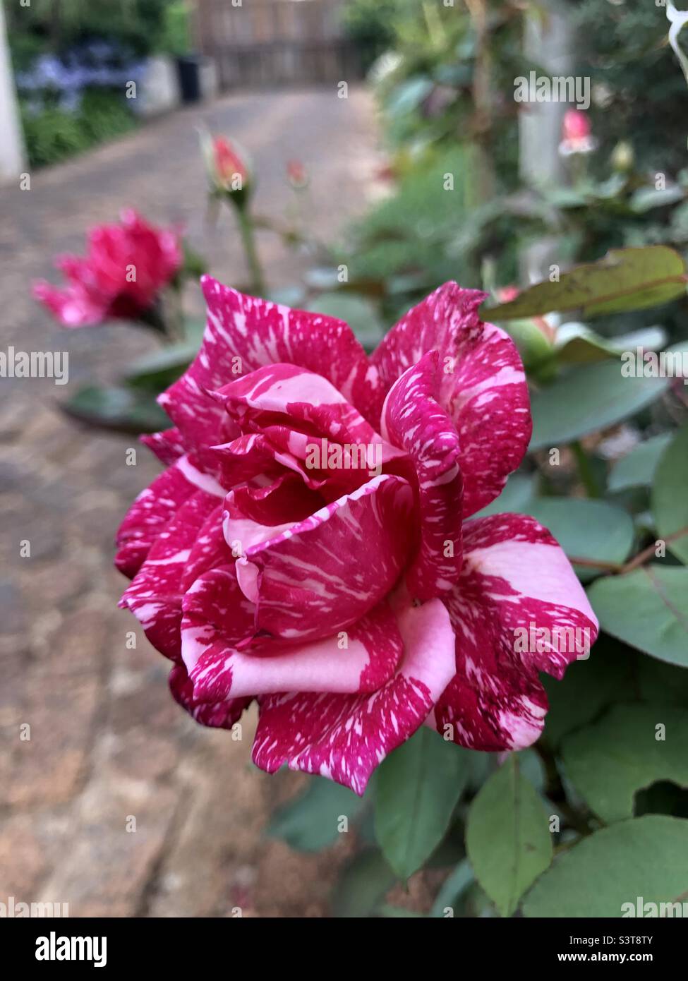 Belle rose de canne de sucre de notre jardin de Johannesburg. Banque D'Images