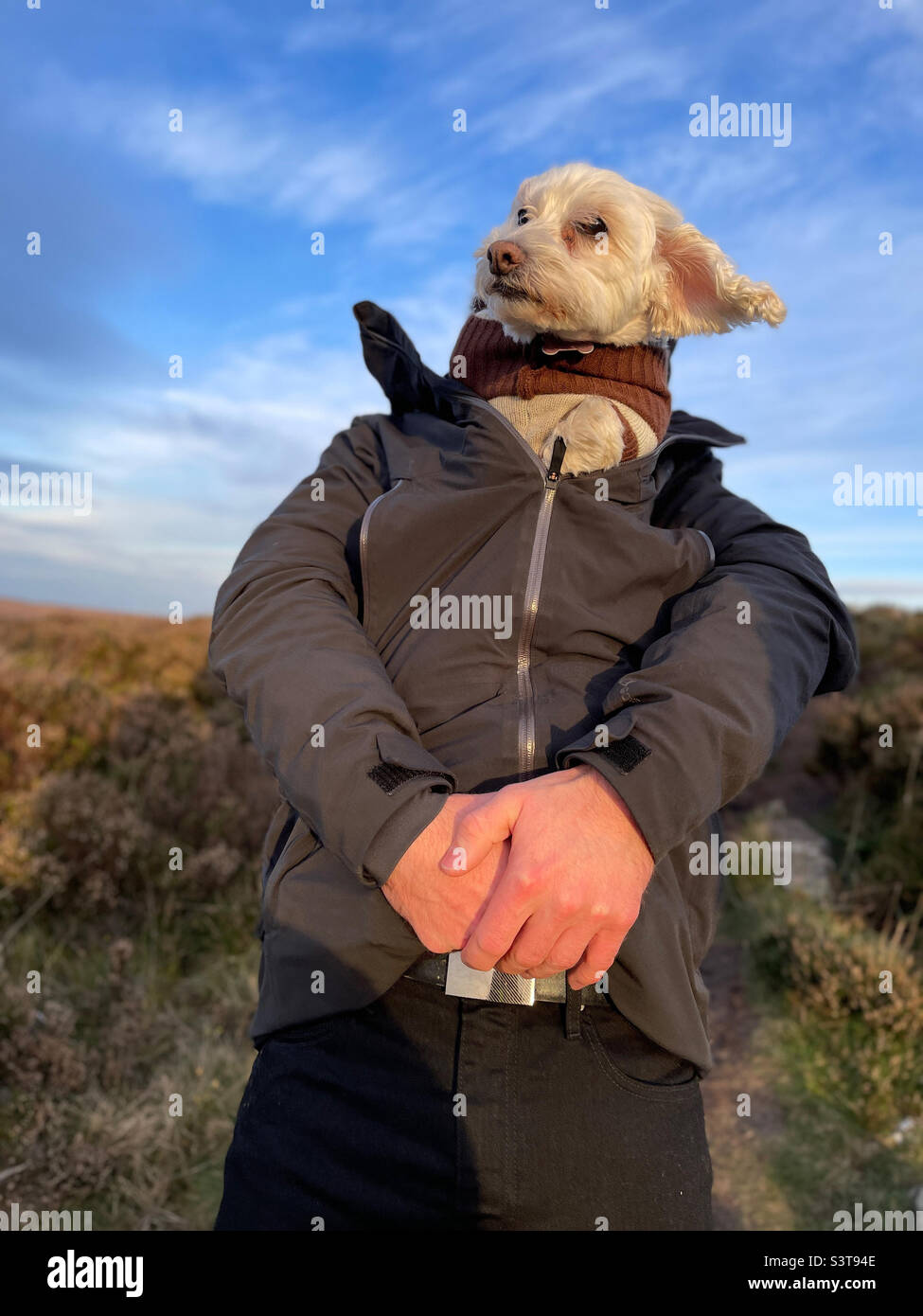 Chien dans la veste pour hommes Banque D'Images