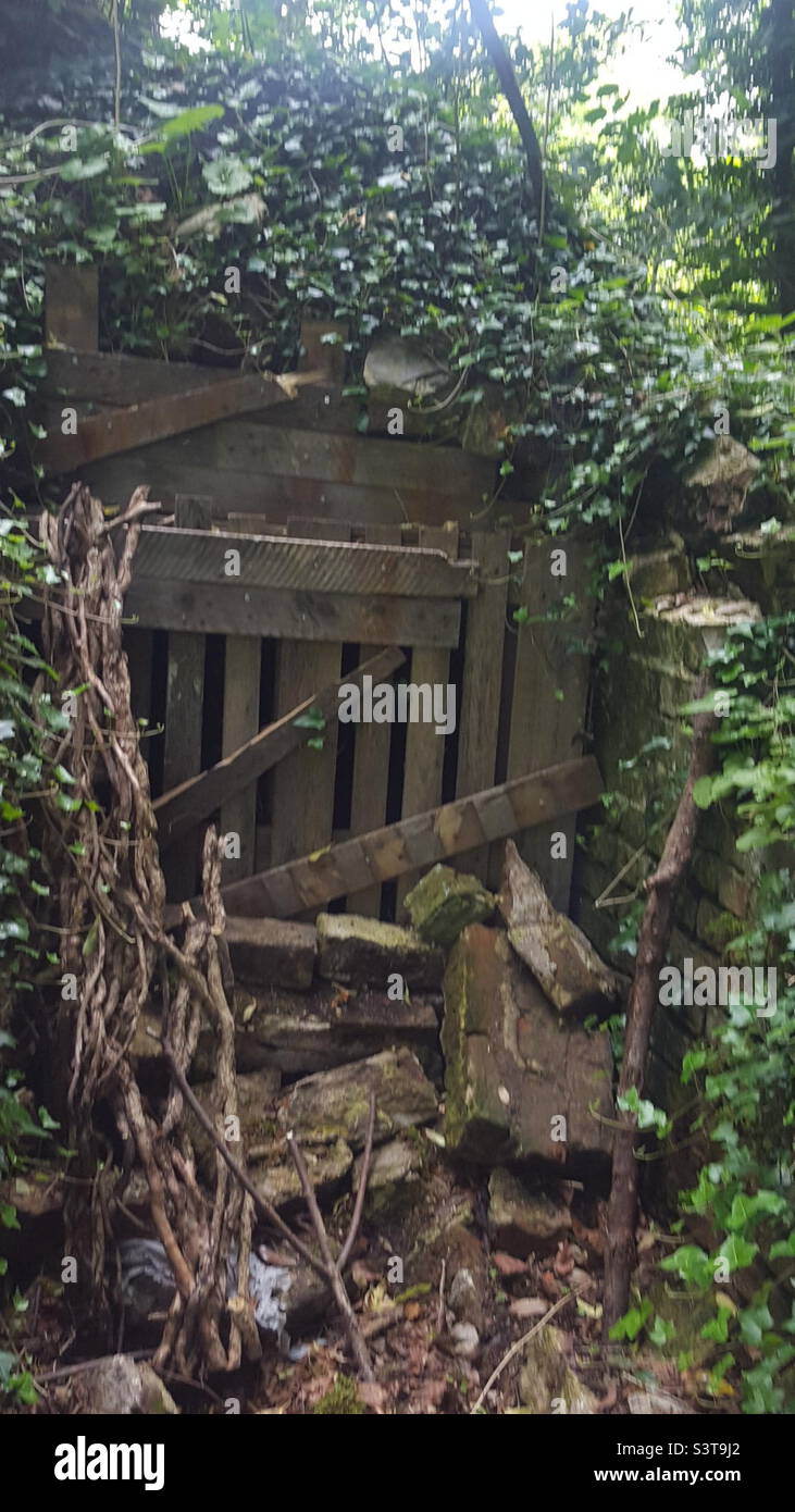 Entrée de puits cachée dans les bois Banque D'Images