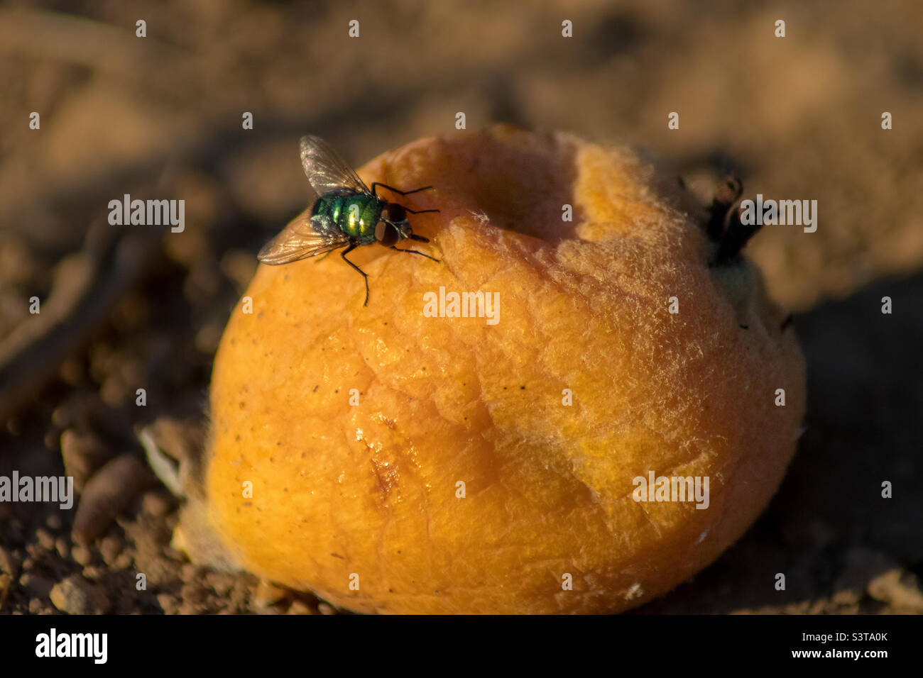 Une bouteille verte commune survole un fruit de loquat orange tombé Banque D'Images