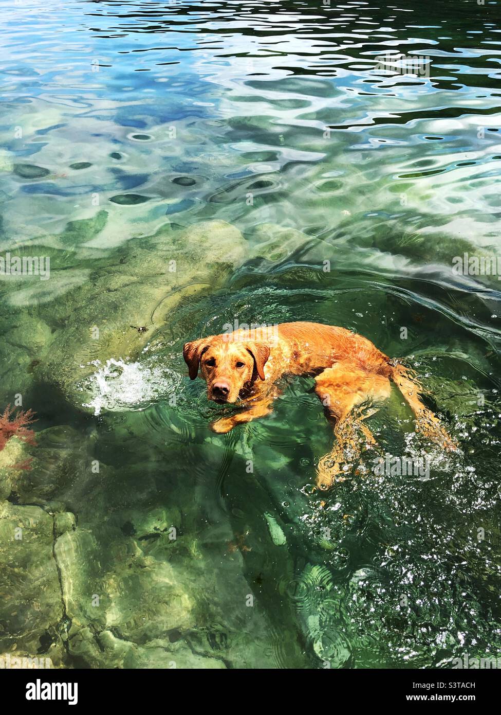Vue aérienne de l'animal de compagnie Labrador chien nageant dans l'eau claire - Image de stock capturée avec un smartphone