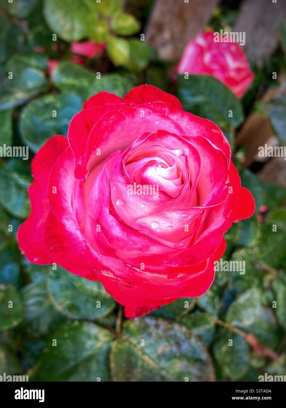 Rose rouge avec des gouttes de pluie - Image de stock capturée avec un smartphone