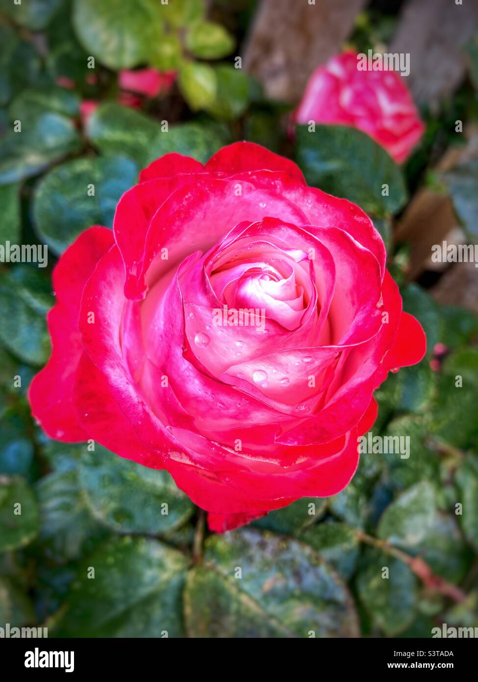 Rose rouge avec des gouttes de pluie Banque D'Images