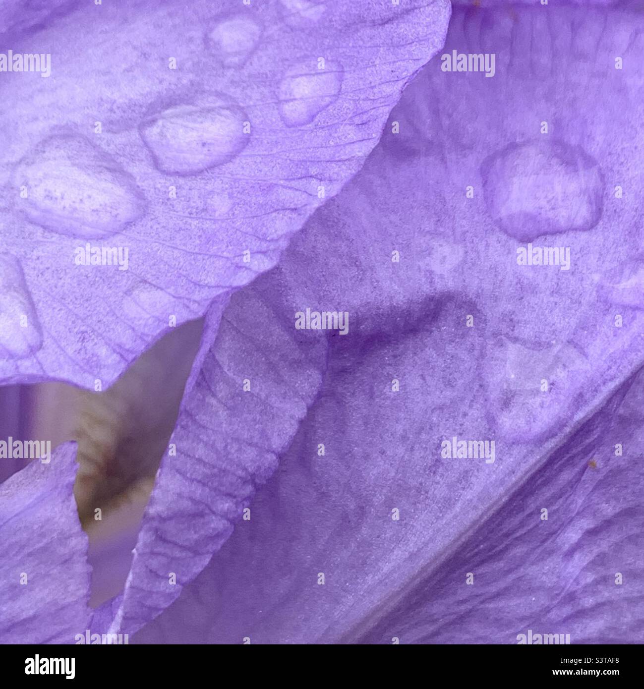 gros plan de gouttelettes de pluie sur une fleur d'iris Banque D'Images