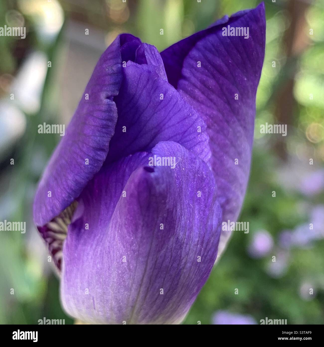 gros plan d'une fleur d'iris fermée - Image de stock capturée avec un smartphone