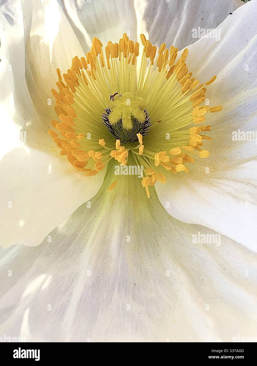 Coquelicot, jaune, vert, blanc, design , motif , nature, beauté Banque D'Images