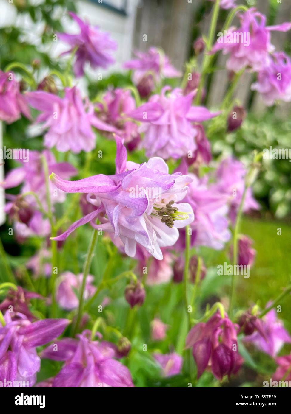Jolies fleurs de Columbine rose dans le jardin de la maison. - Image de stock capturée avec un smartphone