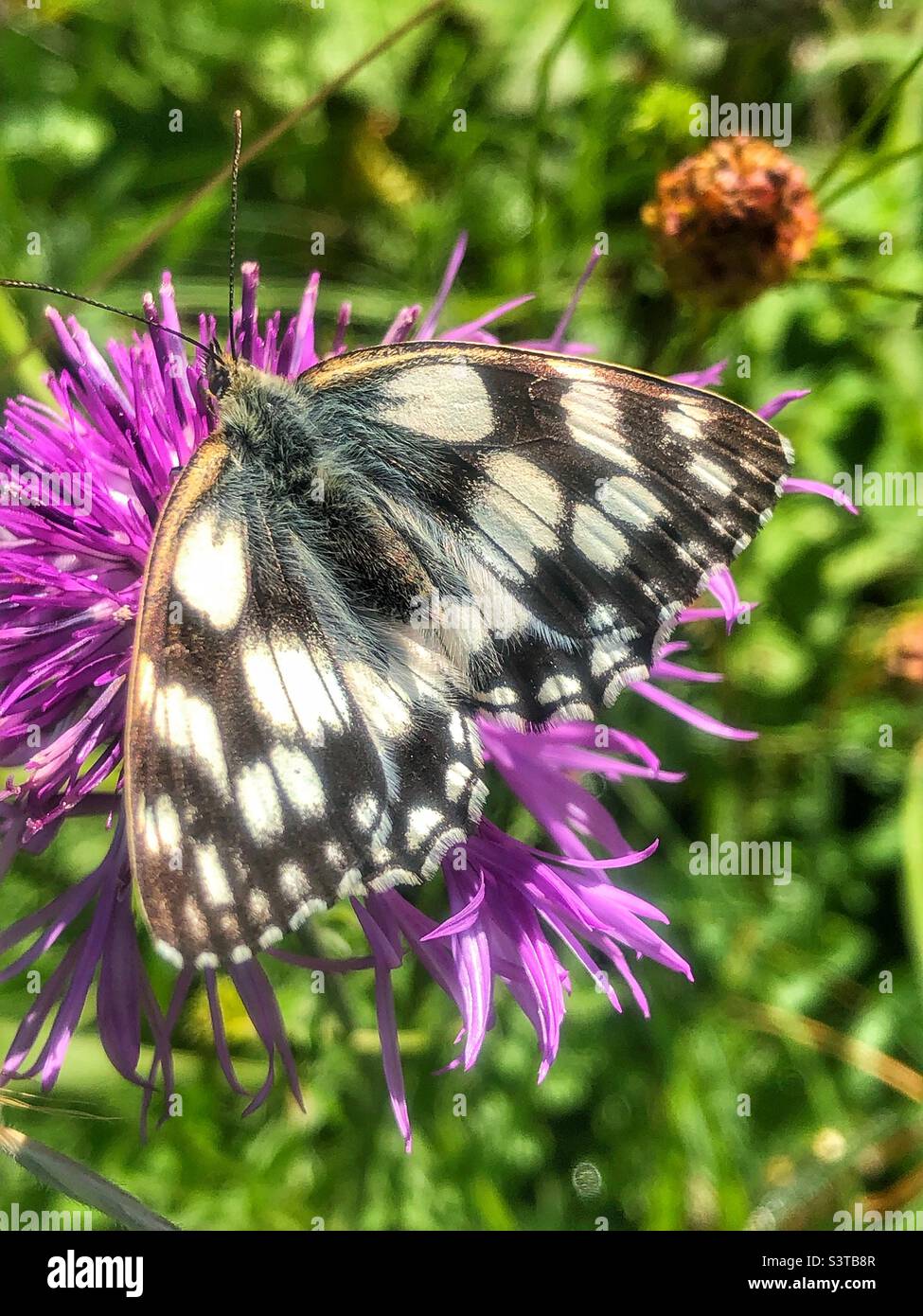 Des papillons blancs marbrés (Melanargia galathea) se nourrissent de la Knapweed dans la réserve naturelle de St Catherine's Hill, Winchester, Hampshire, Royaume-Uni. - Image de stock capturée avec un smartphone