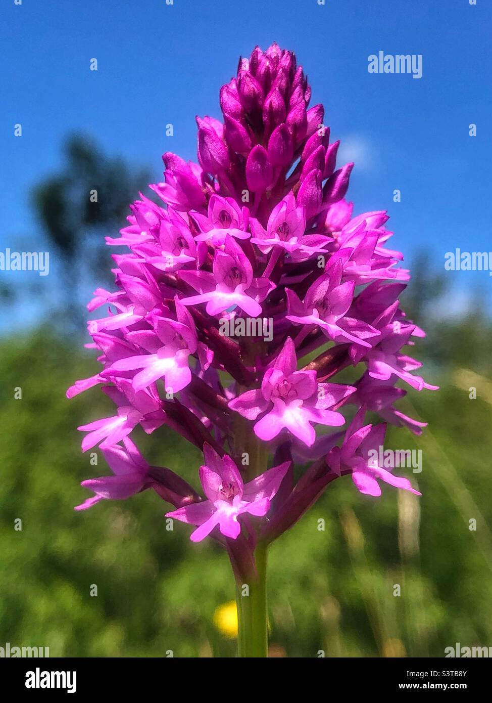 Orchidée pyramidale (Anacamptis pyramidalis) sur la réserve naturelle de St Catherine's Hill, Winchester, Hampshire, Royaume-Uni. - Image de stock capturée avec un smartphone