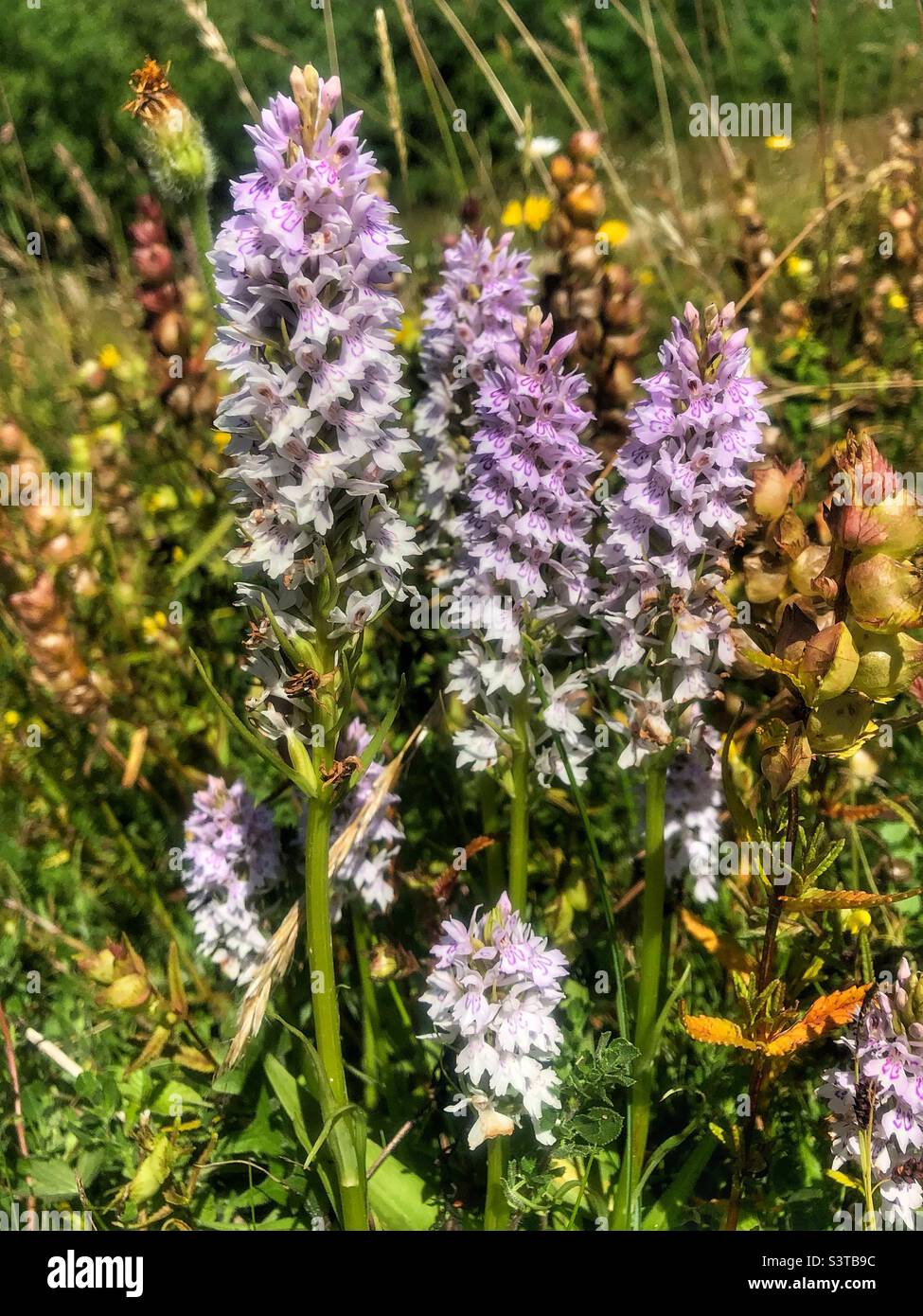 Orchidée à pois (Dactylorhiza fuchsii) dans la réserve naturelle de St Catherine's Hill, Winchester, Hampshire, Royaume-Uni. - Image de stock capturée avec un smartphone