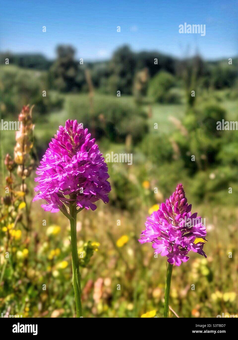 Orchidées pyramidales (Anacamptis pyramidalis) poussant dans la réserve naturelle de St Catherine's Hill, Winchester, Hampshire, Royaume-Uni. - Image de stock capturée avec un smartphone