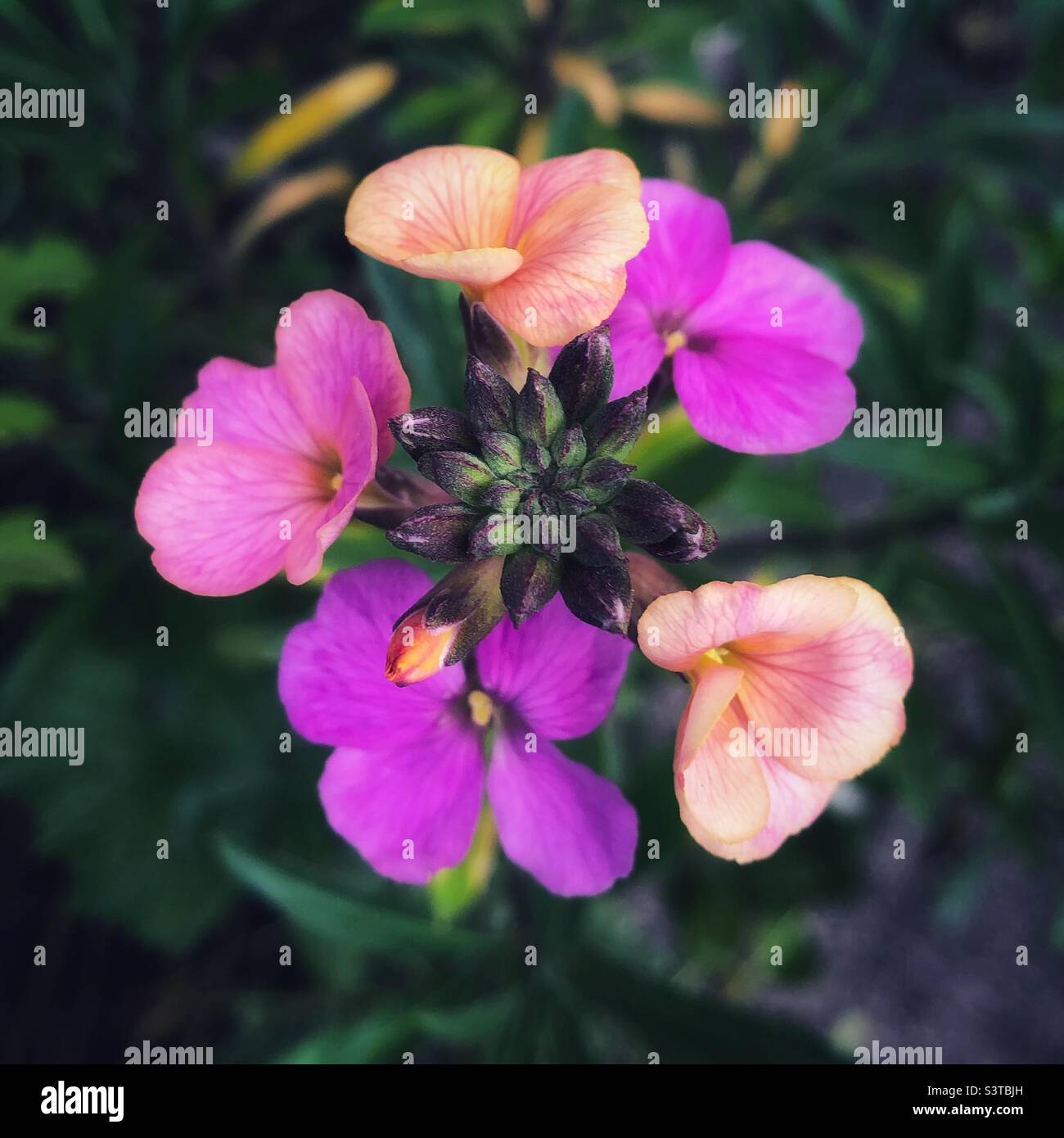 Wallflower Erysimum 'Plant World Lemon' Banque D'Images