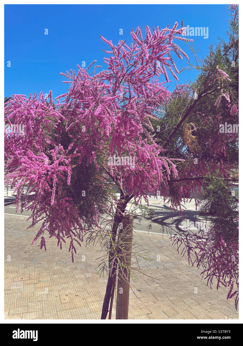 Fleur pourpre, Majorque Banque D'Images