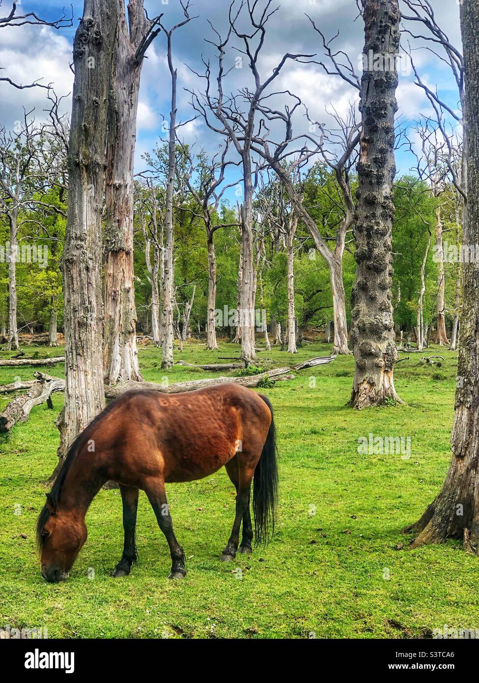 Poney de la nouvelle forêt paissant sous des chênes morts. Printemps 2022 - Image de stock capturée avec un smartphone
