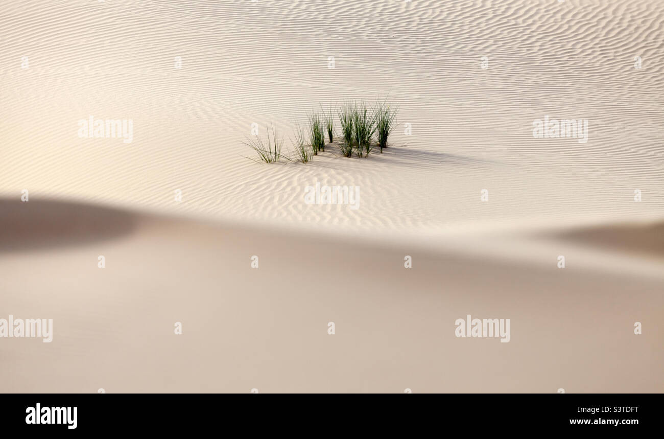 Paysage minimaliste d'un désert aux Émirats arabes Unis - Image de stock capturée avec un smartphone