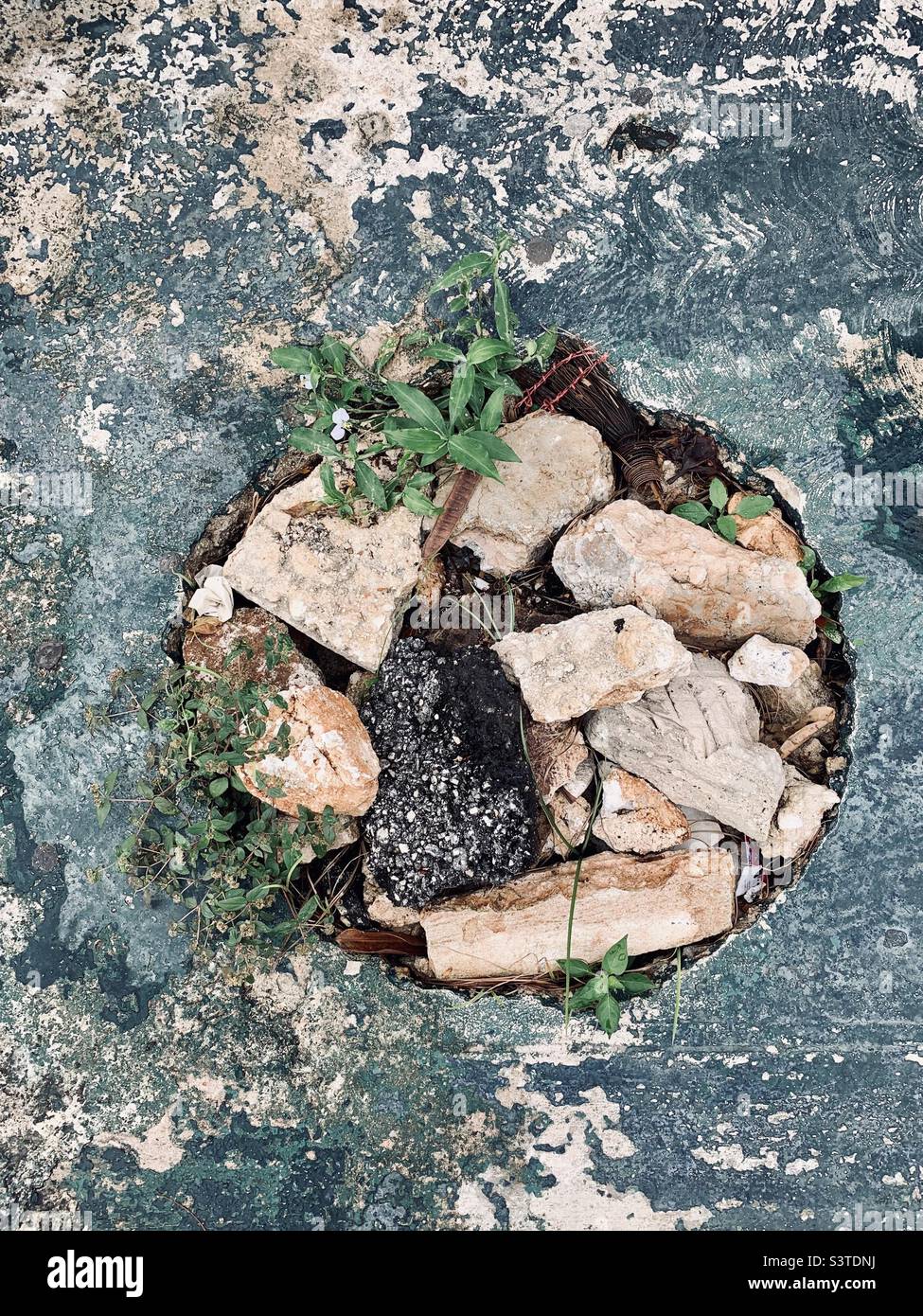 Nature en ville - Image de stock capturée avec un smartphone