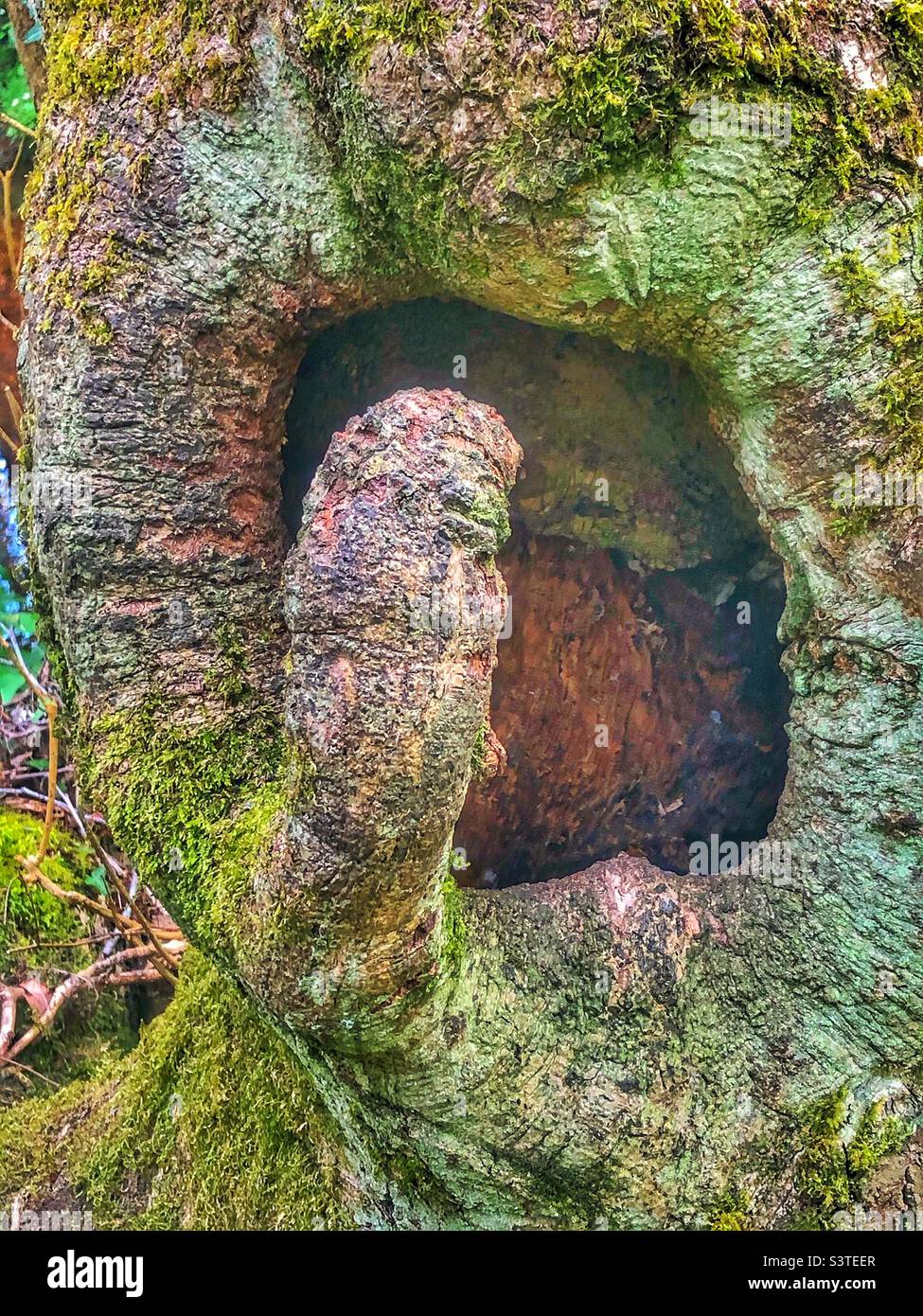 Arbre creux dans une forêt du Hampshire Banque D'Images