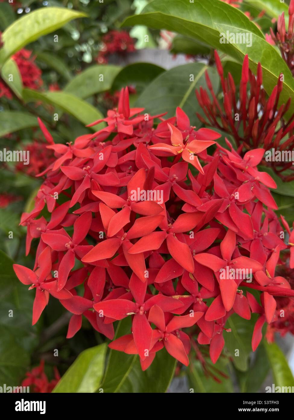 Ixora javanica Banque de photographies et d’images à haute résolution ...