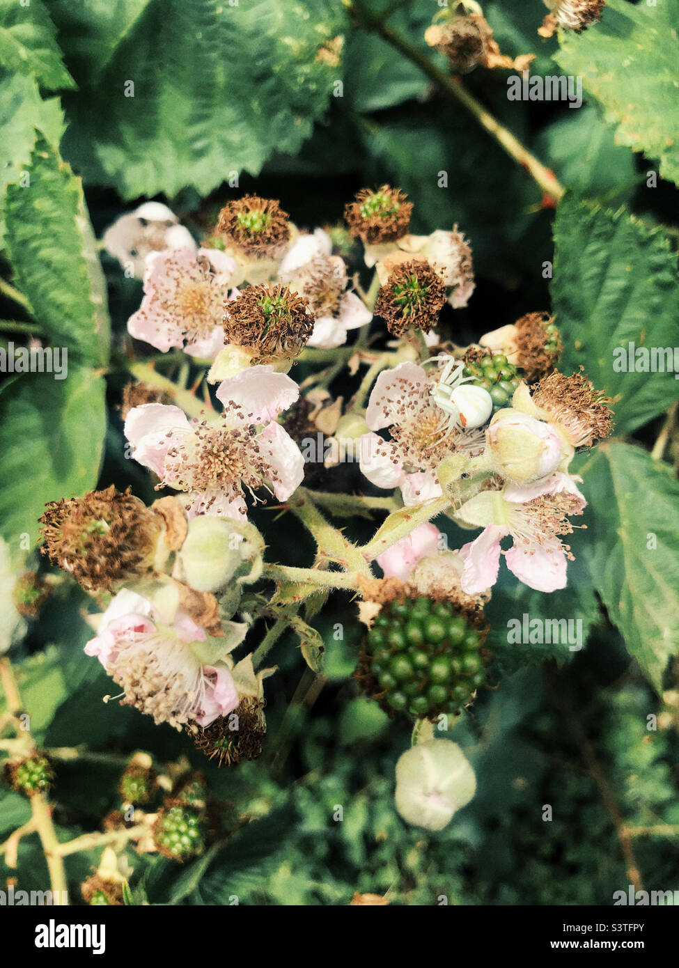 Plante BlackBerry et ses fleurs Banque D'Images