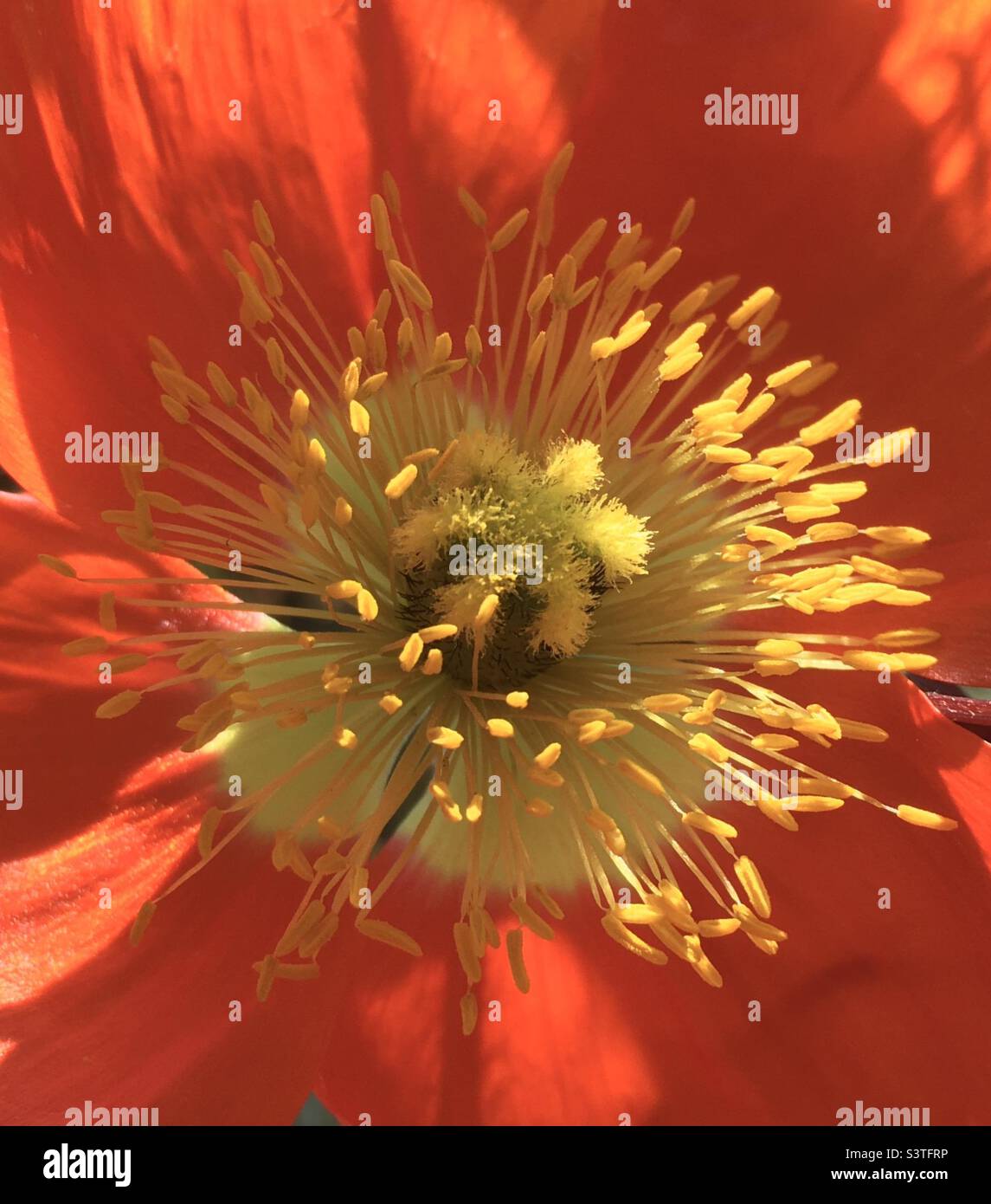 Coquelicot, rouge, jaune, or, orange, étoile, énergie, design, nature, beauté, Banque D'Images