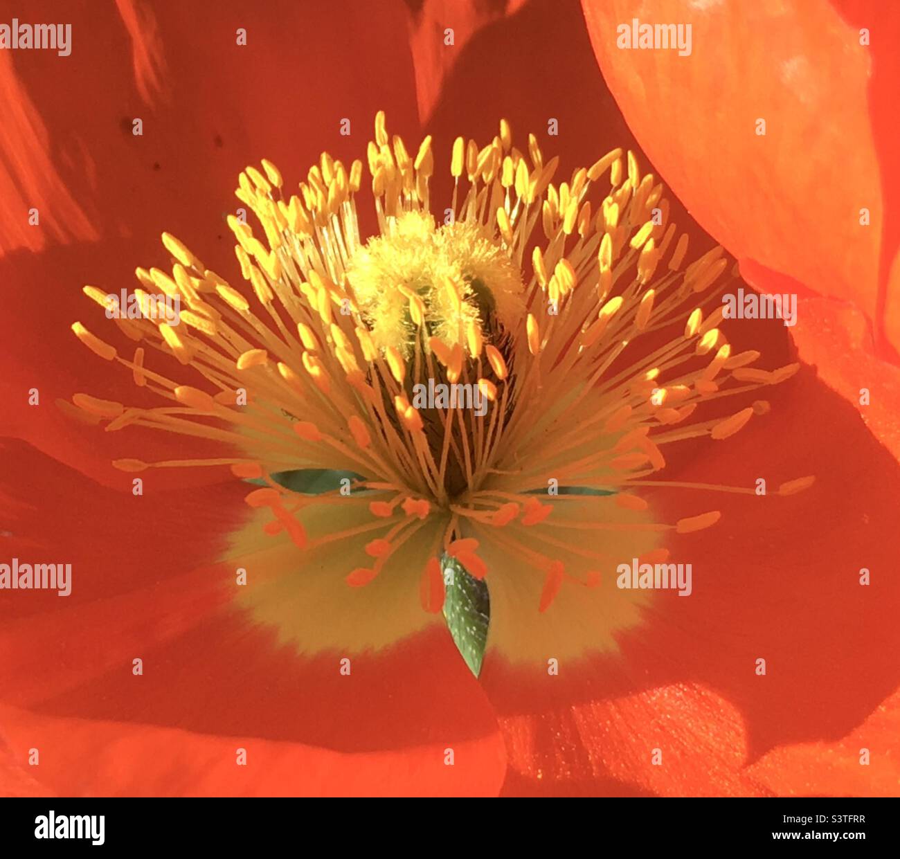 Coquelicot, rouge, jaune, or, orange, étoile, énergie, design, nature, beauté, Banque D'Images