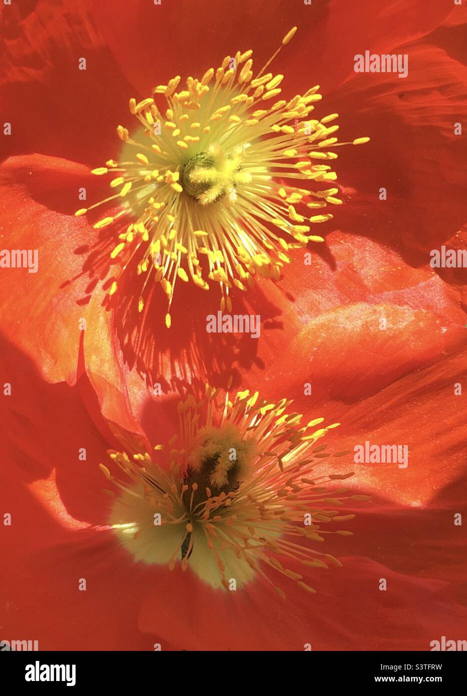 Coquelicot, rouge, jaune, or, orange, étoile, énergie, design, nature, beauté, coquelicots Banque D'Images