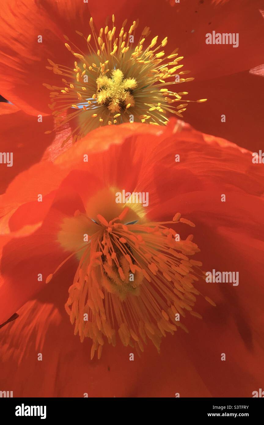 Coquelicot, rouge, jaune, or, orange, étoile, énergie, design, nature, beauté, coquelicots, violet Banque D'Images