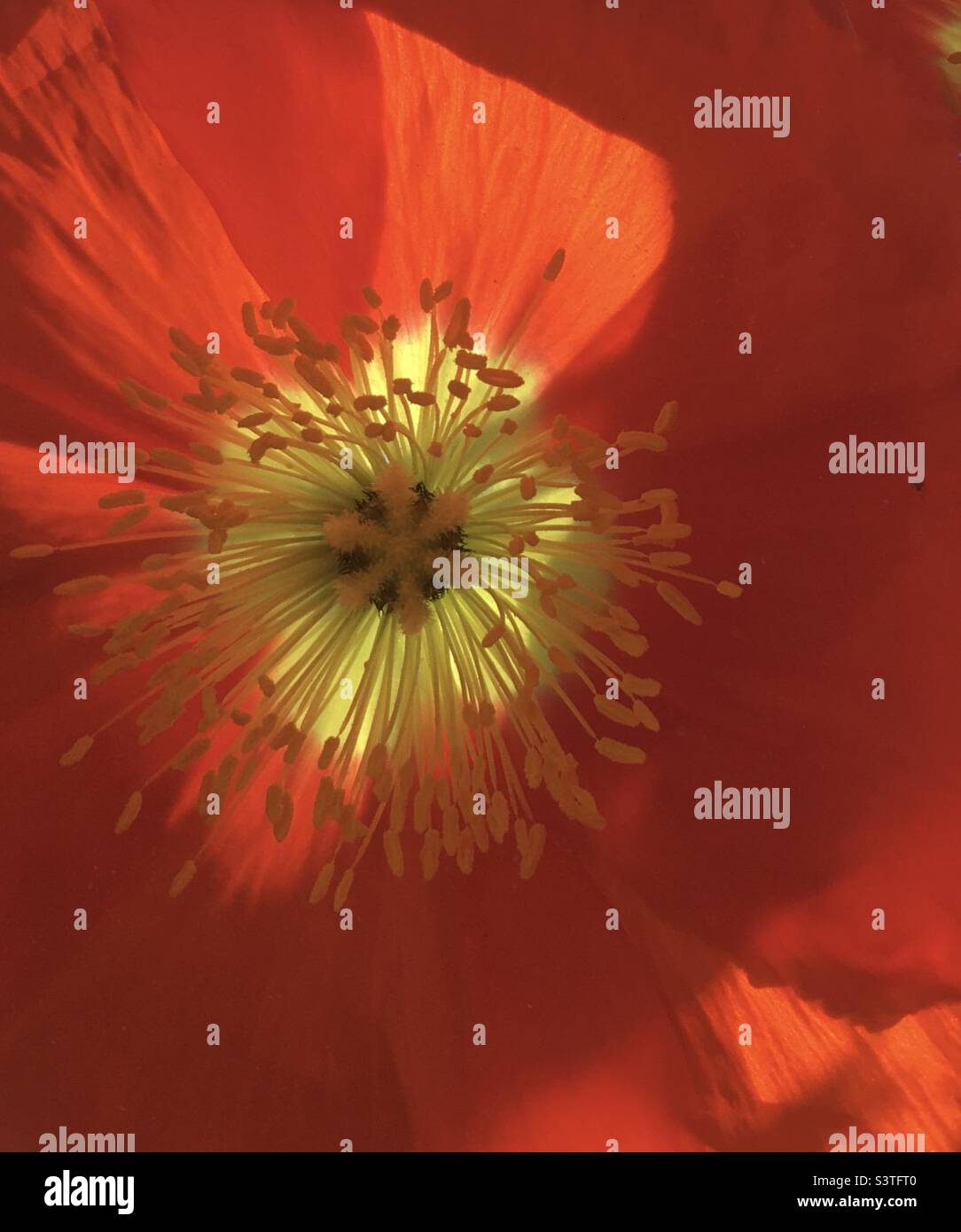 Coquelicot, rouge, jaune, or, orange, étoile, énergie, design, nature, beauté, coquelicots, violet Banque D'Images