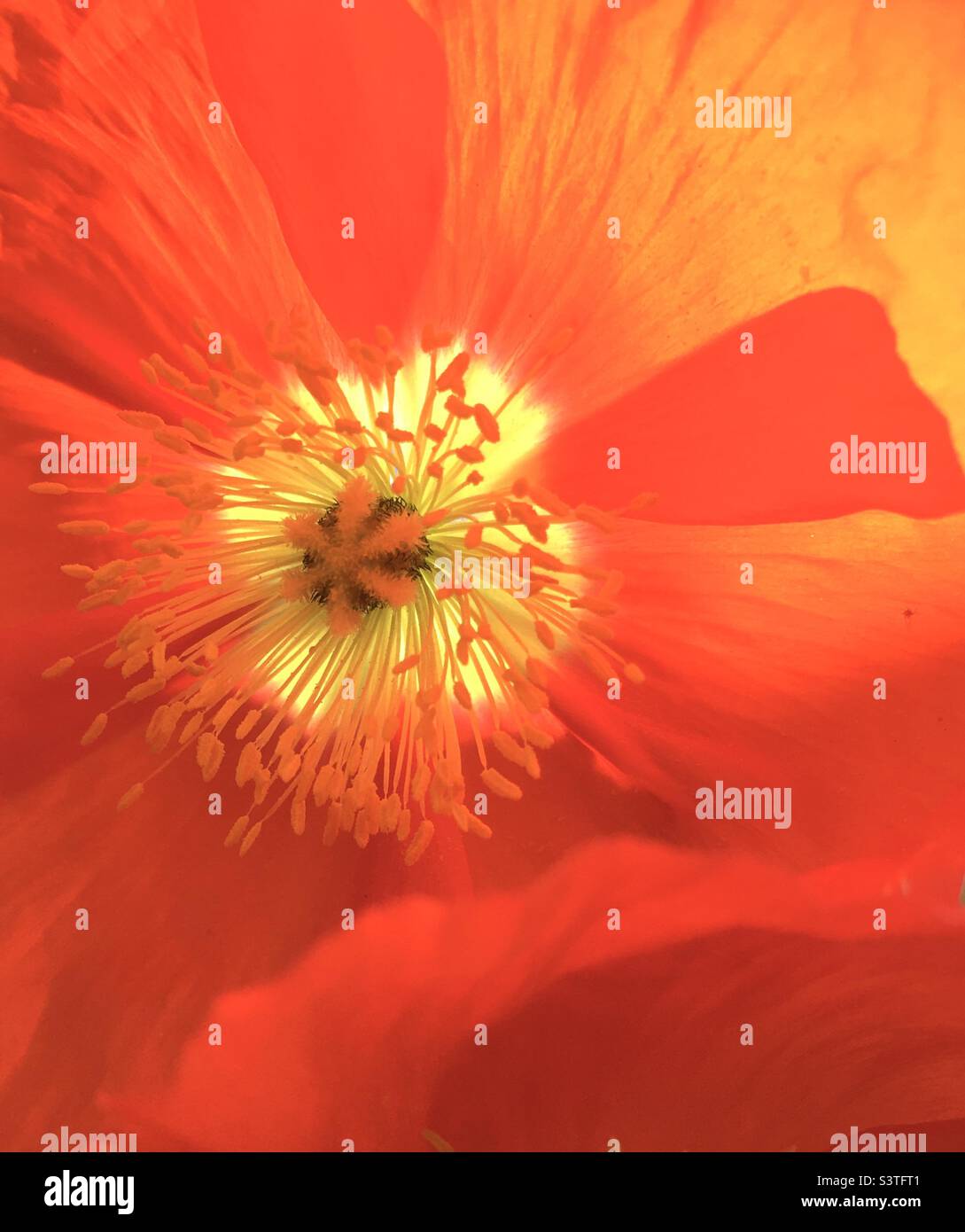 Coquelicot, rouge, jaune, or, orange, étoile, énergie, design, nature, beauté, coquelicots, violet Banque D'Images