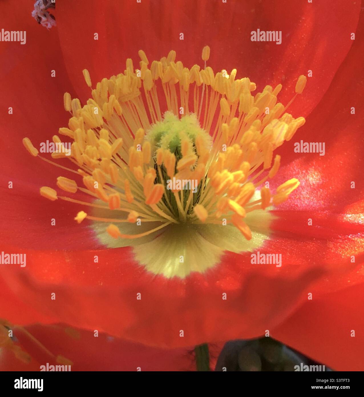 Coquelicot, rouge, jaune, or, orange, étoile, énergie, design, nature, beauté, vert Banque D'Images