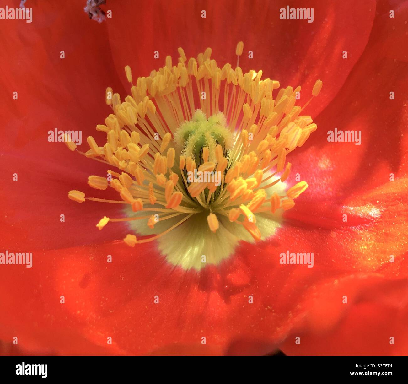 Coquelicot, rouge, jaune, or, orange, étoile, énergie, design, nature, beauté, vert Banque D'Images