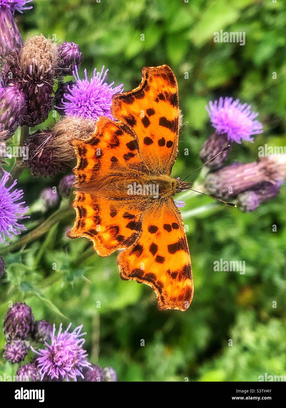 Comma Butterfly (Polygonia c-album) se nourrissant des fleurs de chardon au Hub Bishopstoke Hampshire Royaume-Uni Banque D'Images