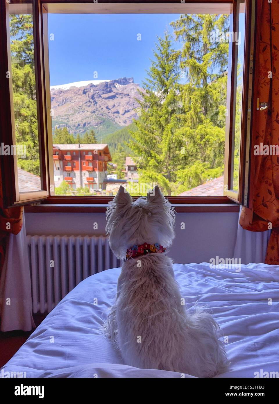 Un chien terrier blanc des montagnes de l'ouest regarde par une fenêtre dans un hôtel de montagne. Vallée de Champoluc Aoste Italie Alpes Banque D'Images