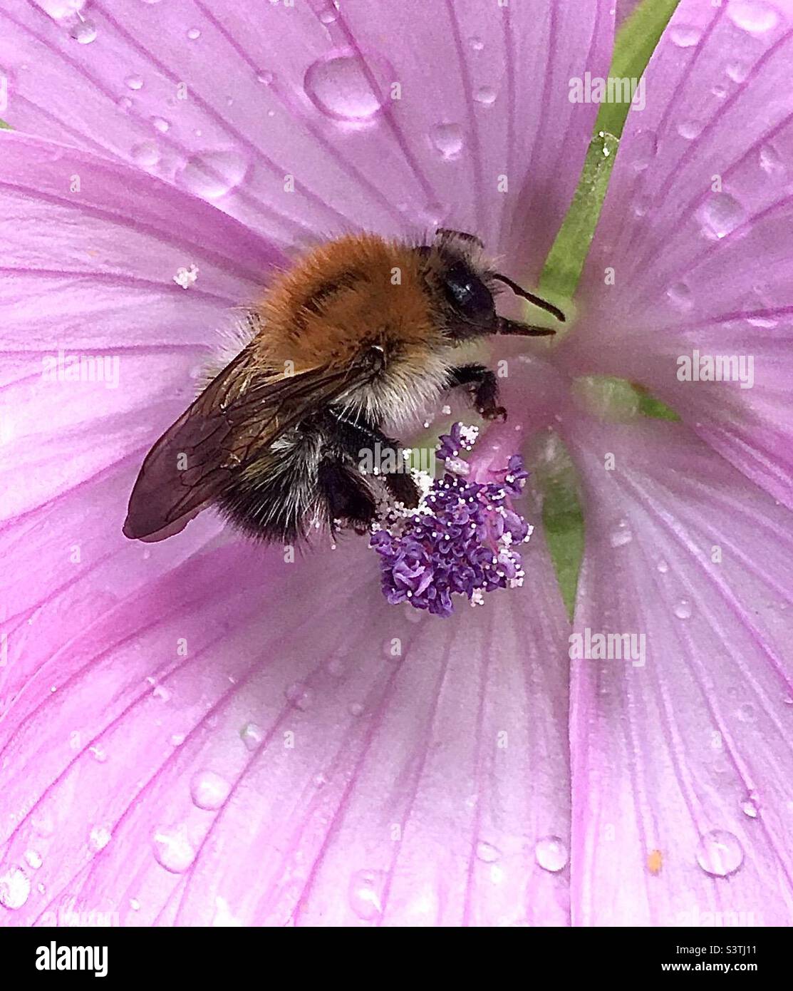 Abeille, fleur, rose, vert, nature, beauté Banque D'Images