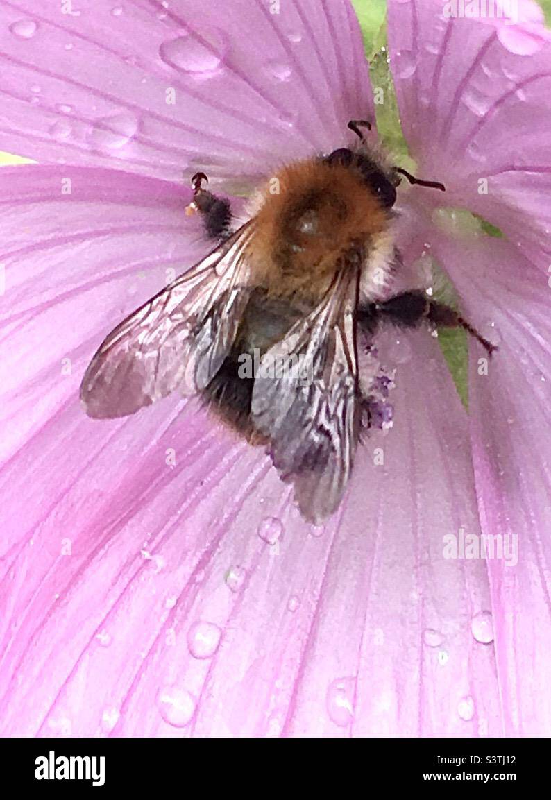 Abeille, fleur, rose, vert, nature, beauté Banque D'Images