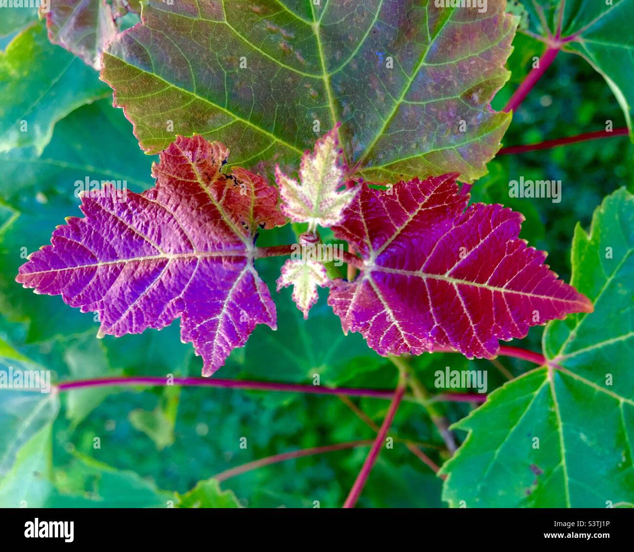 Feuilles les plus récentes. Nature rajeunissant, débordant de vie. Un nouveau cycle est en cours, Nouvelle-Écosse, Canada. Pâle, tendre, nouveau. C’est le printemps. Banque D'Images