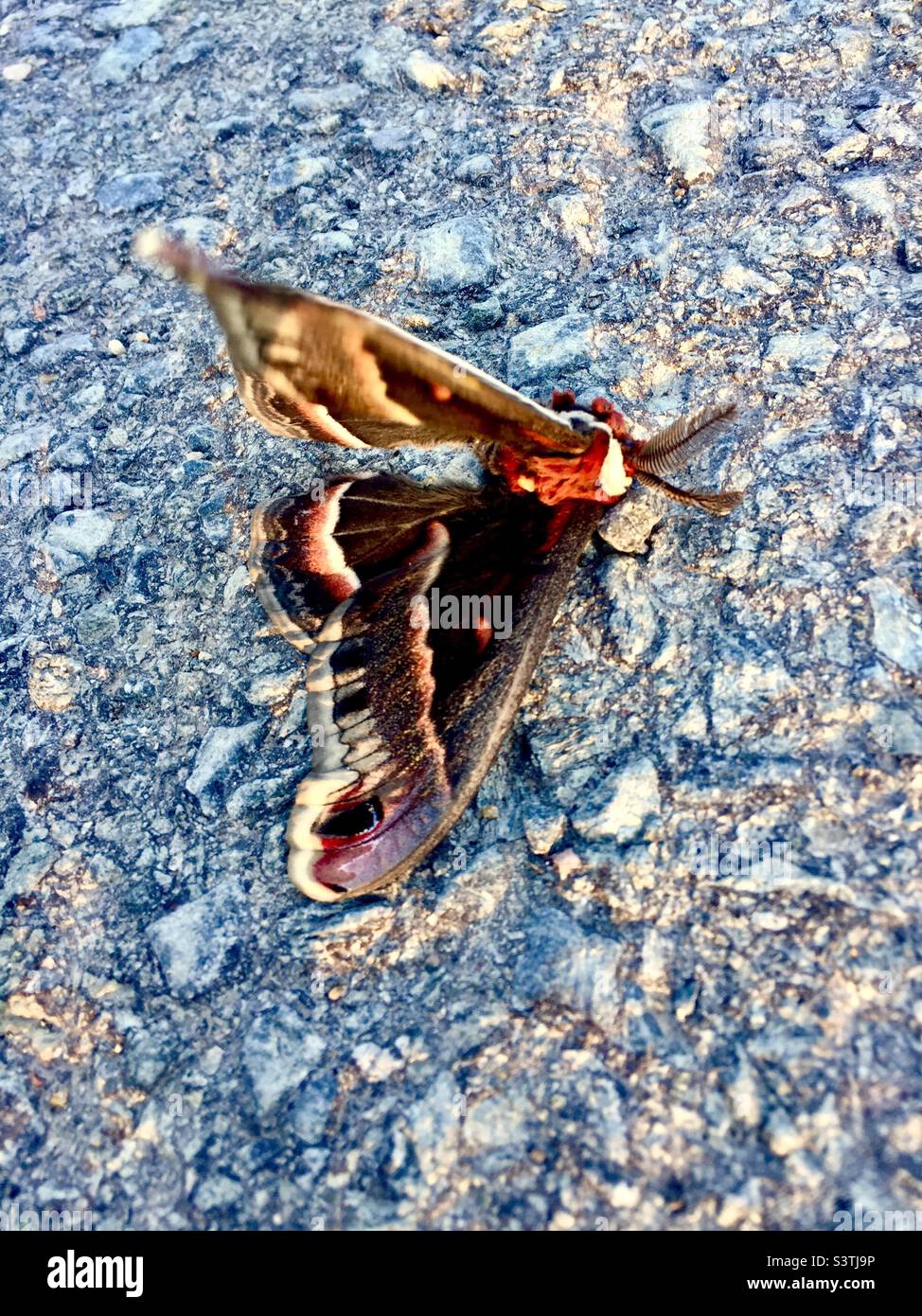 Un papillon avec une aile brisée sur la route, Halifax, Canada. Beauté entravée. Flottement. Il reste encore de la vie. Dernier gaz. Banque D'Images