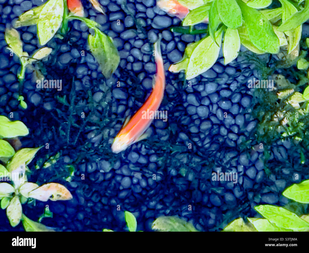 Poissons rouges nageant entre l'herbe verte dans l'eau Banque D'Images