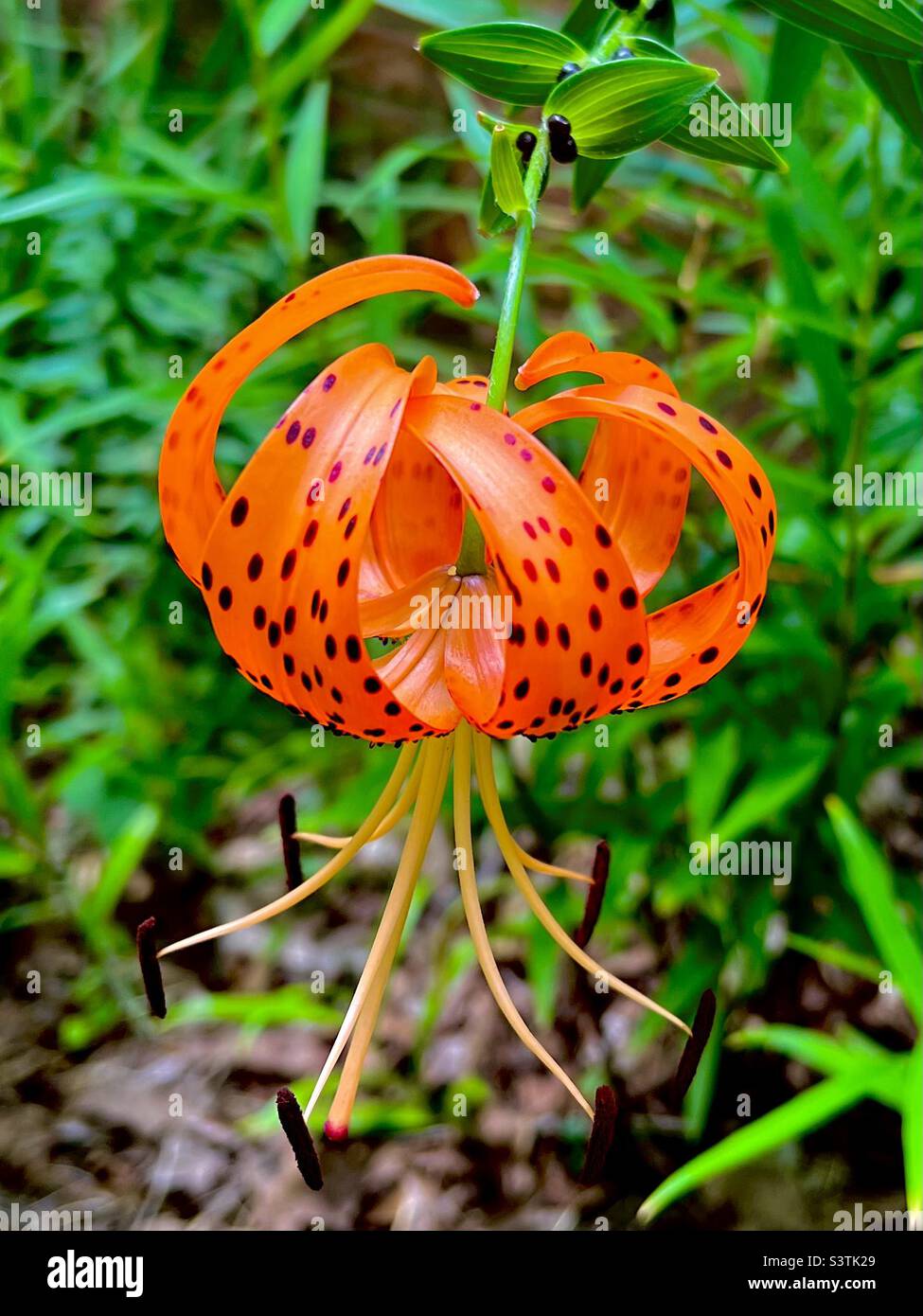 Tiger Lilly Banque D'Images