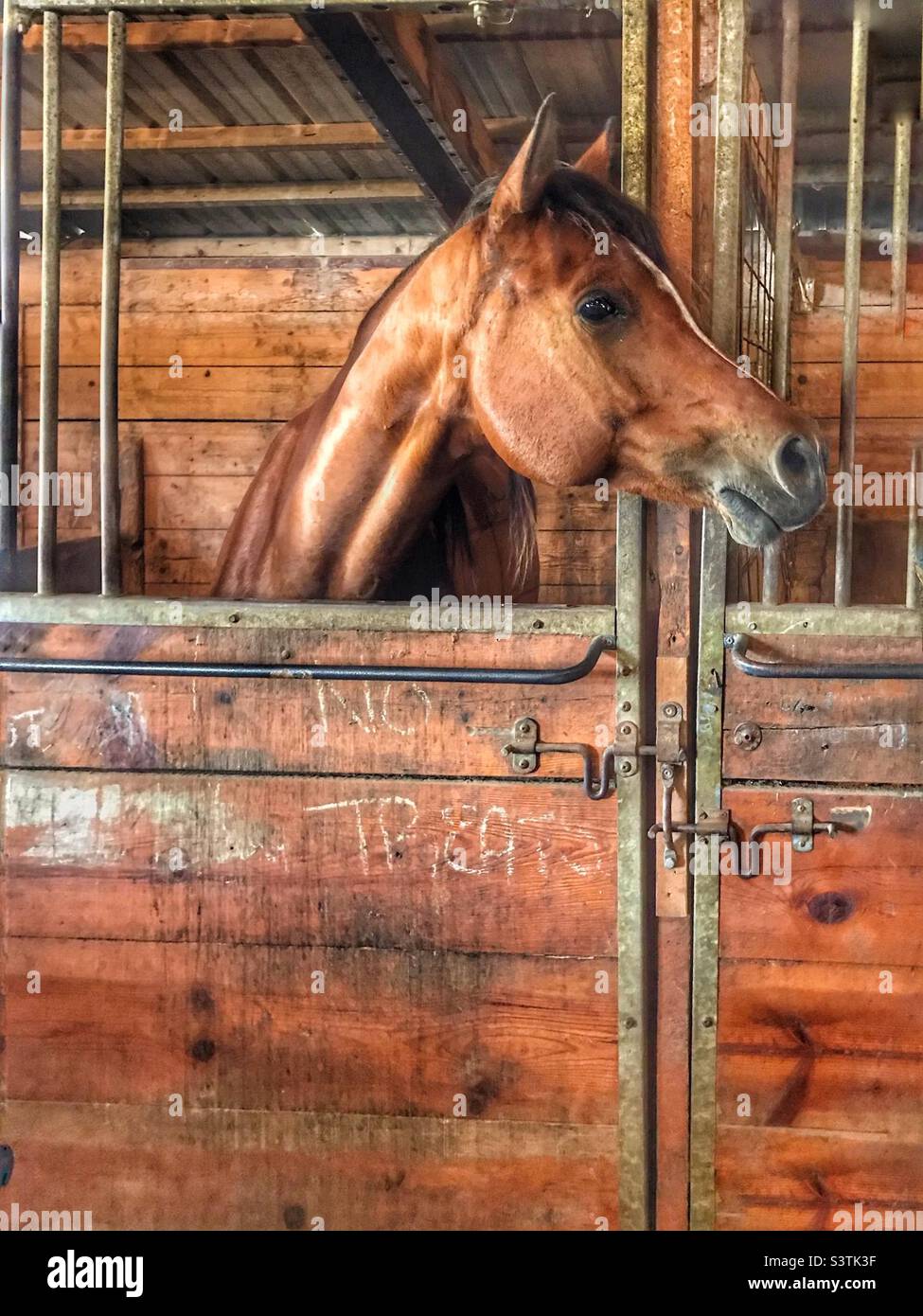 Cheval dans une écurie avec (pas de gâteries) écrit sur la porte Banque D'Images