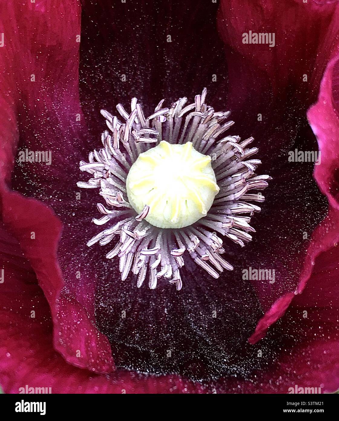 Coquelicot, bordeaux, velours , blanc, vert, nature, beauté Banque D'Images