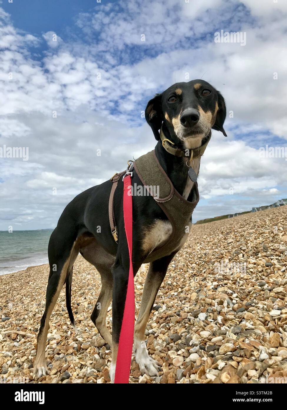Chien sur la plage Banque D'Images