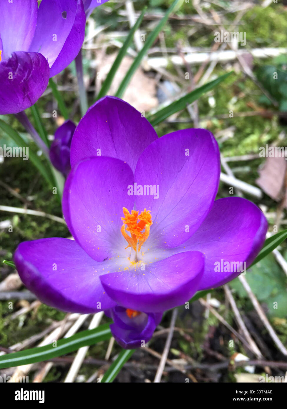 Crocus - Image de stock capturée avec un smartphone